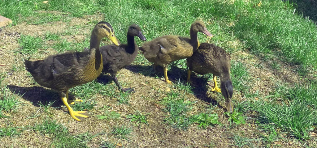 Four ducks standing on grass